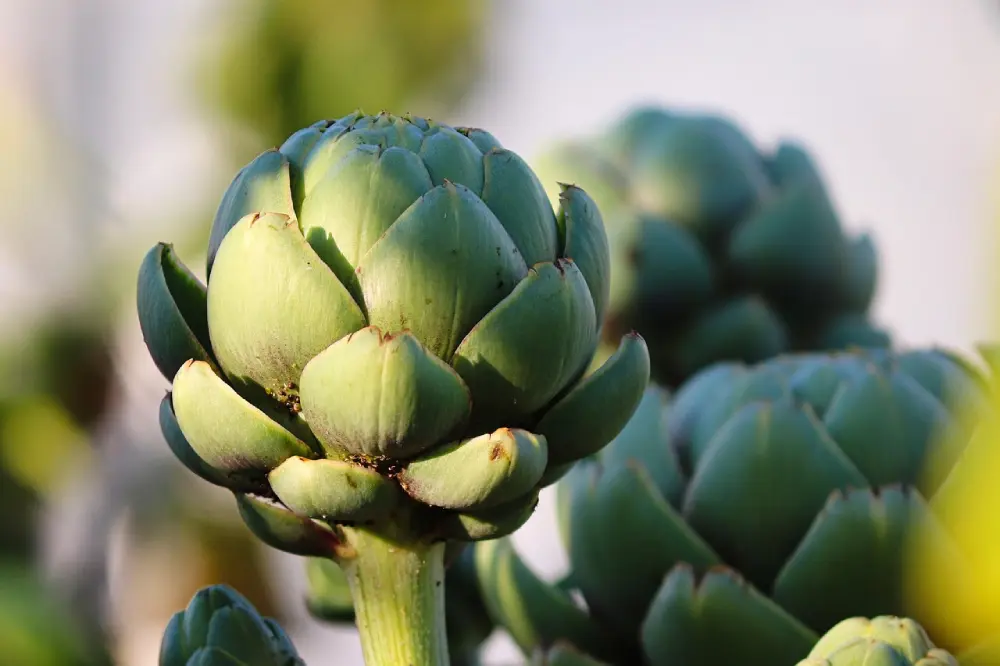 Artichauts verts sur plant potager - culture artichaut plantation entretien jardin