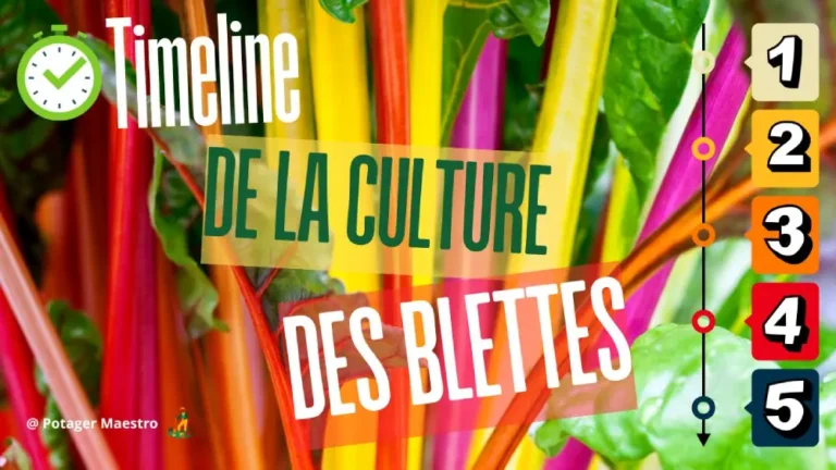 Timeline de la culture des blettes : calendrier pour réussir semis, croissance et récolte au potager