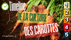 Timeline de la culture des carottes : calendrier pour réussir semis, croissance et récolte au potager