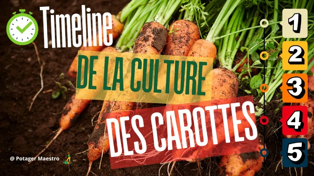 Timeline de la culture des carottes : calendrier pour réussir semis, croissance et récolte au potager