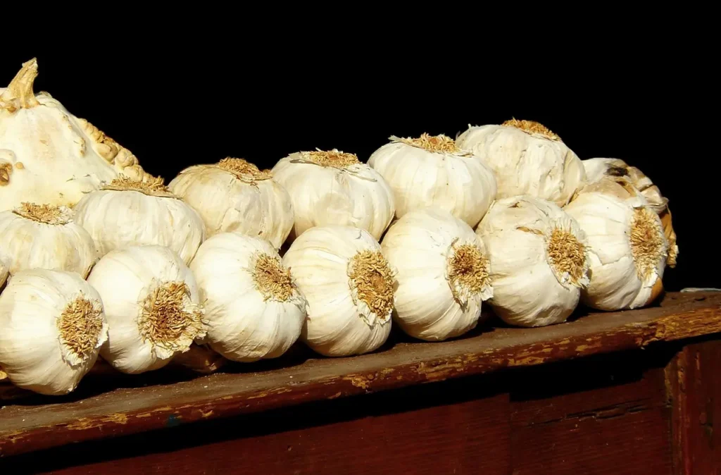 Tresse d'ail blanc frais alignées sur étagère en bois avec racines séchées distinctives