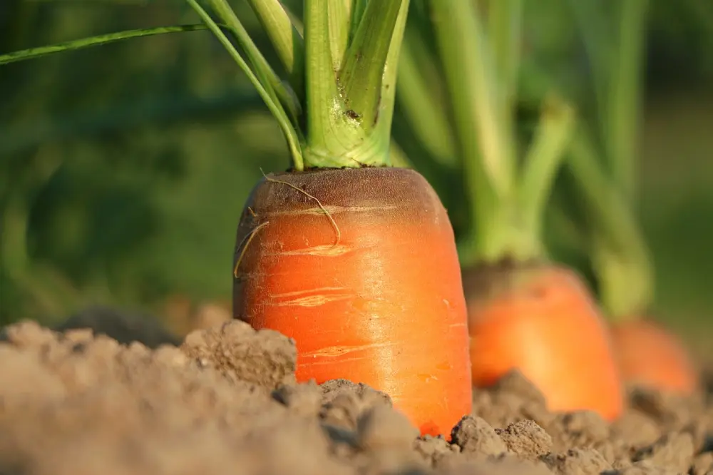 Carottes en croissance dans le potager : développement des racines dans un sol meuble et bien drainé