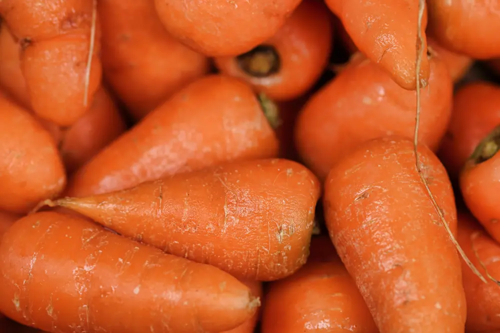 Carottes de Paris fraîchement récoltées : légumes-racines orange à chair tendre pour cuisine et potager