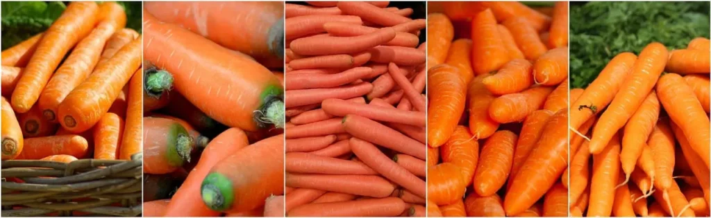 Variétés de carottes fraîches : sélection de légumes-racines orange pour potager, cuisine et conservation