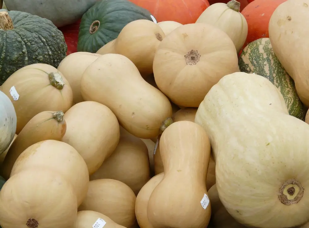 Cultiver les courges : le guide complet du semis à la récolte 4 Courges blanches butternut et potimarrons de forme allongée avec étiquettes de prix, aux côtés de courges vertes