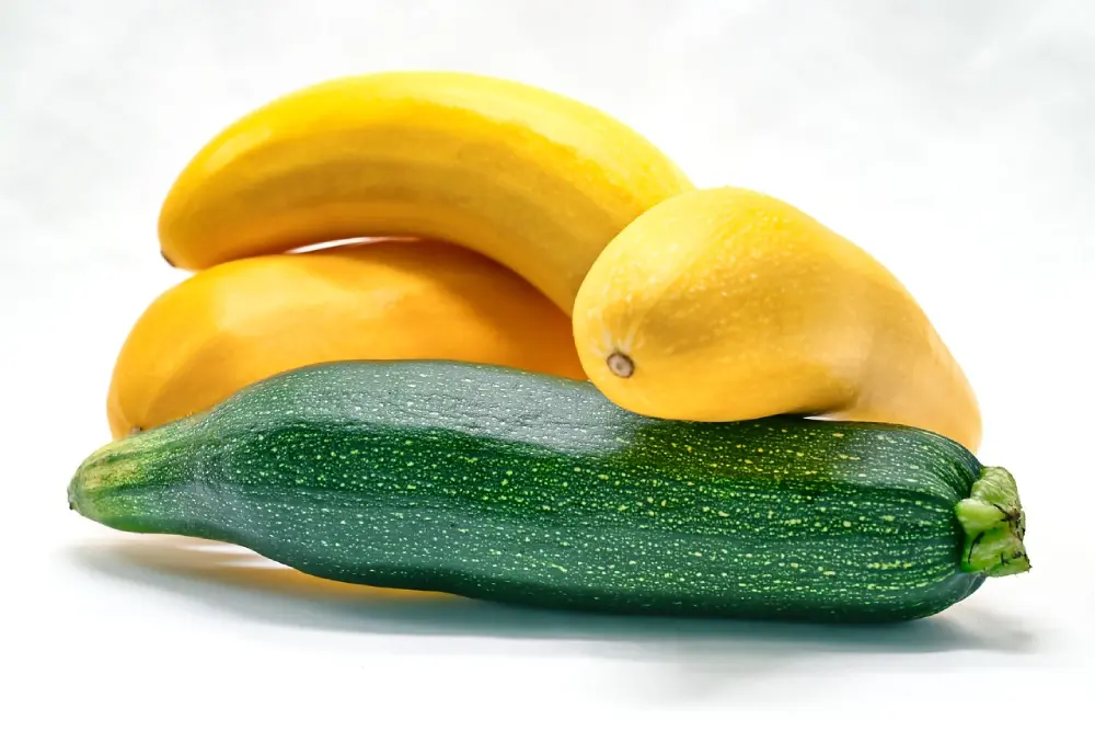 Courgettes jaunes et courgette verte brillante, fruits et légumes frais de saison