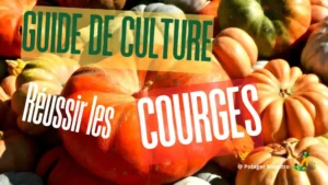 Guide de culture pour réussir les courges - variétés orange, blanches et vertes sur fond naturel - Potager Maestro