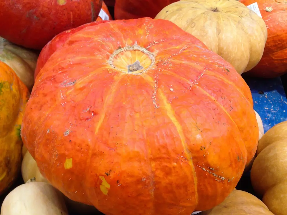 Cultiver les courges : le guide complet du semis à la récolte 8 Grosse citrouille orange à côtes profondes entourée de courges plus petites sur surface bleue - variété pour potager
