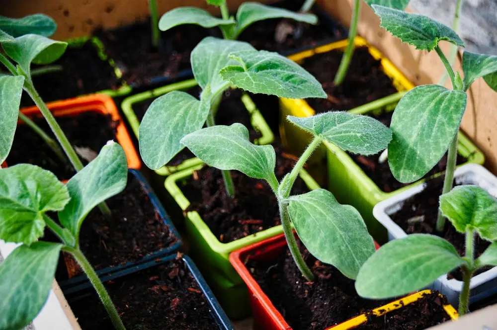 Jeunes plants de courgettes en pots colorés prêts à être transplantés au potager