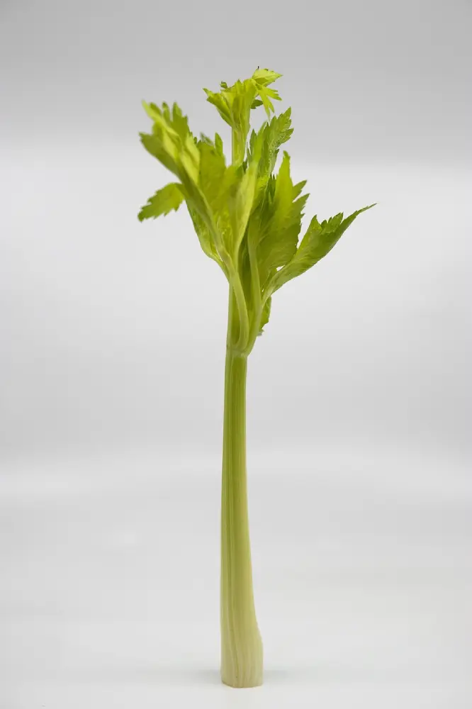 Tige céleri branche isolée feuilles vertes pétiole légume potager