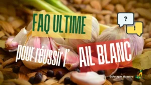FAQ culture de l'ail blanc : conseils pratiques pour semer et récolter votre ail blanc