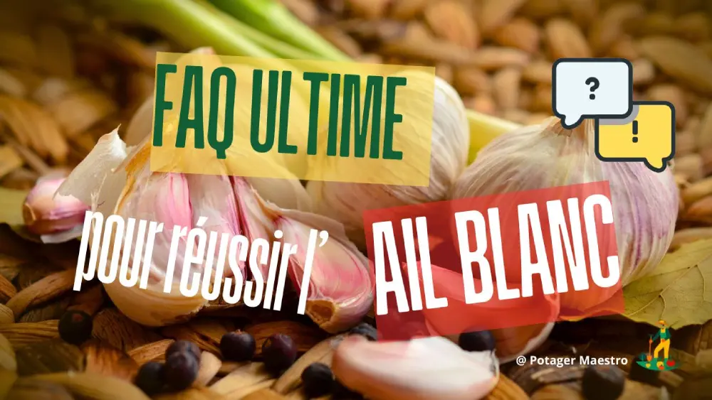 FAQ culture de l'ail blanc : conseils pratiques pour semer et récolter votre ail blanc
