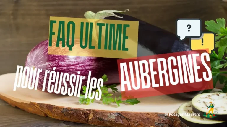 FAQ culture des aubergines : conseils pratiques pour semer et récolter