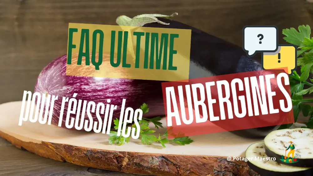 FAQ culture des aubergines : conseils pratiques pour semer et récolter