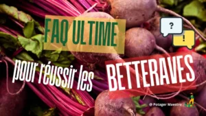 FAQ culture des betteraves : conseils pratiques pour semer et récolter vos betteraves