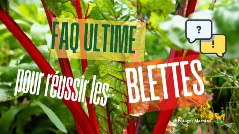 FAQ culture des blettes : conseils pratiques pour semer et récolter vos poirées