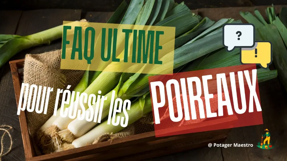 FAQ culture des poireaux : conseils pratiques pour semer et récolter vos poireaux