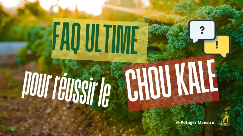 FAQ culture du chou frisé Kale : conseils pratiques pour semer et récolter