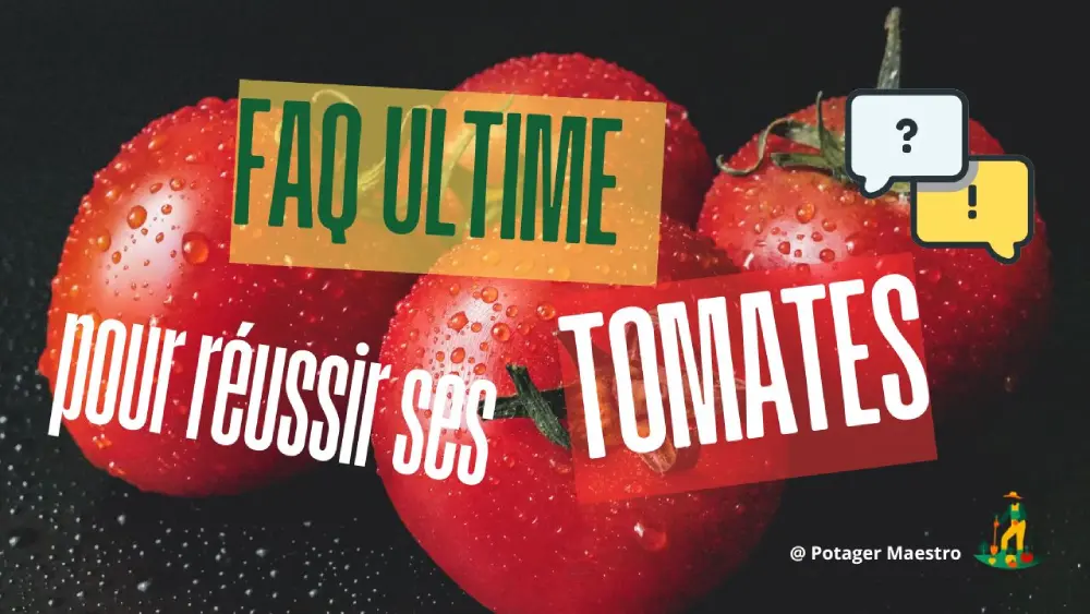 FAQ culture des tomates : conseils pratiques pour semer et récolter vos tomates