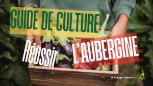 Guide de culture aubergine - réussir la plantation et récolte d'aubergines avec Potager Maestro