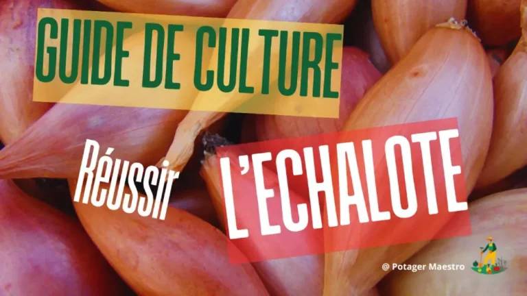 Guide culture échalote réussir plantation conseils jardinage potager