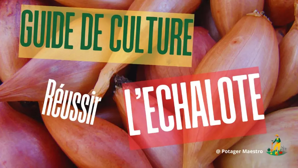 Guide culture échalote réussir plantation conseils jardinage potager