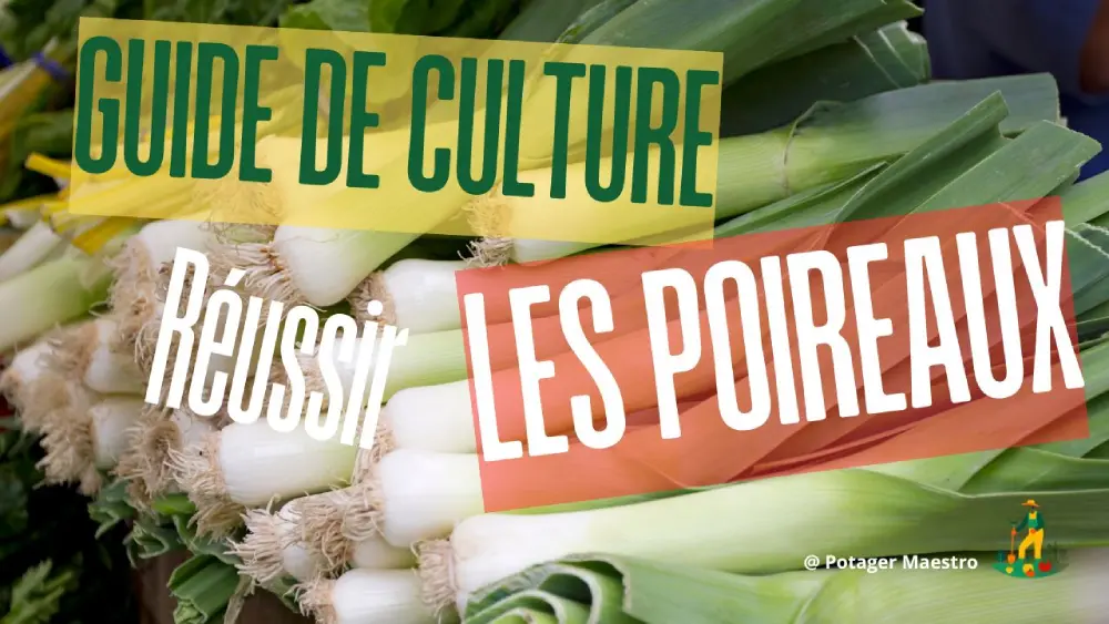 Guide de culture des poireaux - conseils pour réussir la plantation et culture du poireau au potager
