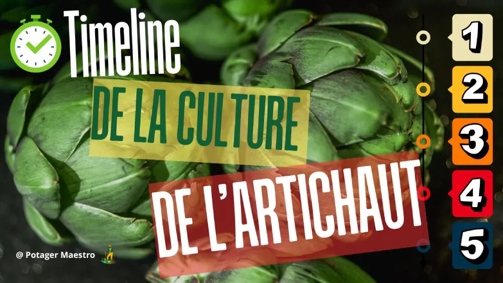 Timeline de la culture des artichauts : calendrier pour réussir semis, croissance et récolte au potager