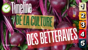 Timeline culture betteraves guide étapes plantation calendrier légumes feuilles potager