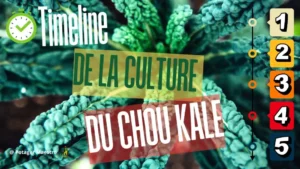 Timeline de la culture du chou frisé Kale : calendrier pour réussir semis, croissance et récolte au potager