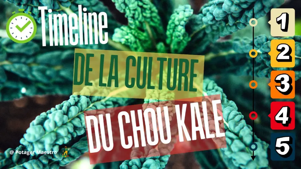 Timeline de la culture du chou frisé Kale : calendrier pour réussir semis, croissance et récolte au potager