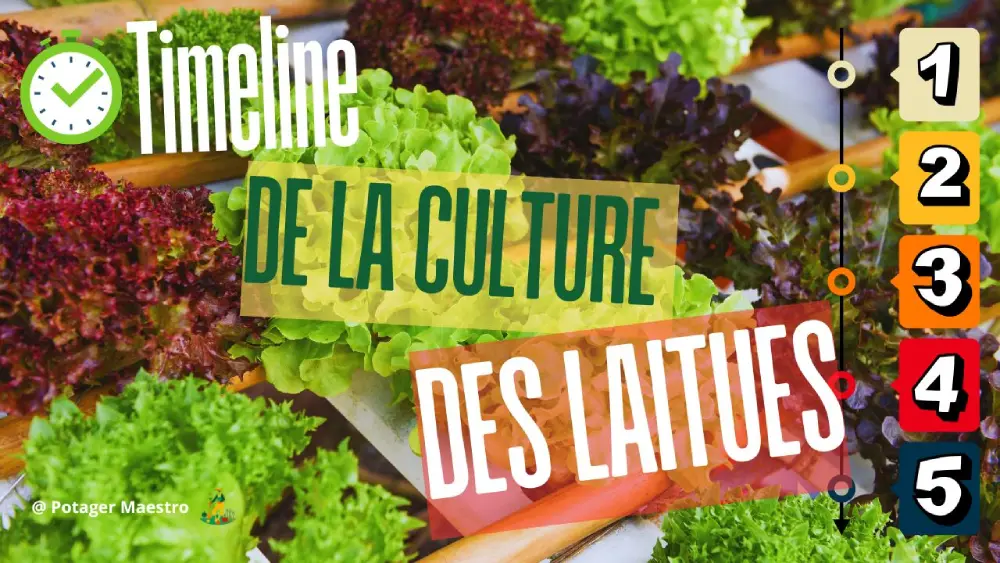 Timeline culture laitues guide étapes plantation calendrier légumes feuilles potager