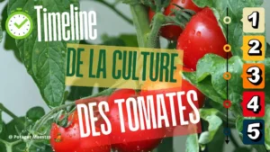 Timeline de la culture des tomates : calendrier pour réussir semis, croissance et récolte au potager