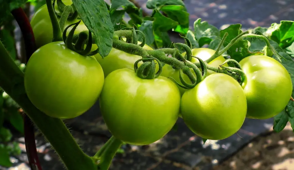 Tomates vertes non mûres grappe plant potager culture avant récolte maturation