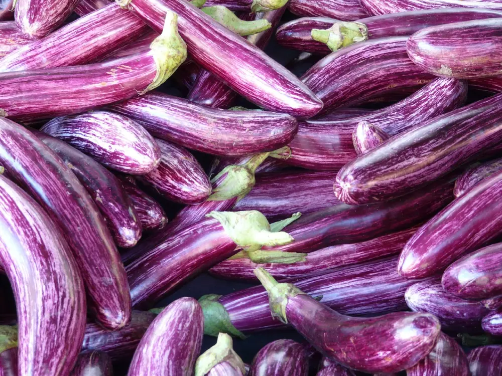 Aubergines violettes rayées allongées - légumes frais marché producteur local