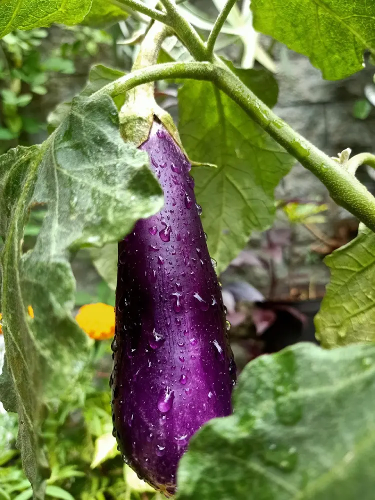 Aubergine violette en croissance sur plant avec feuilles vertes - culture potagère légume jardin