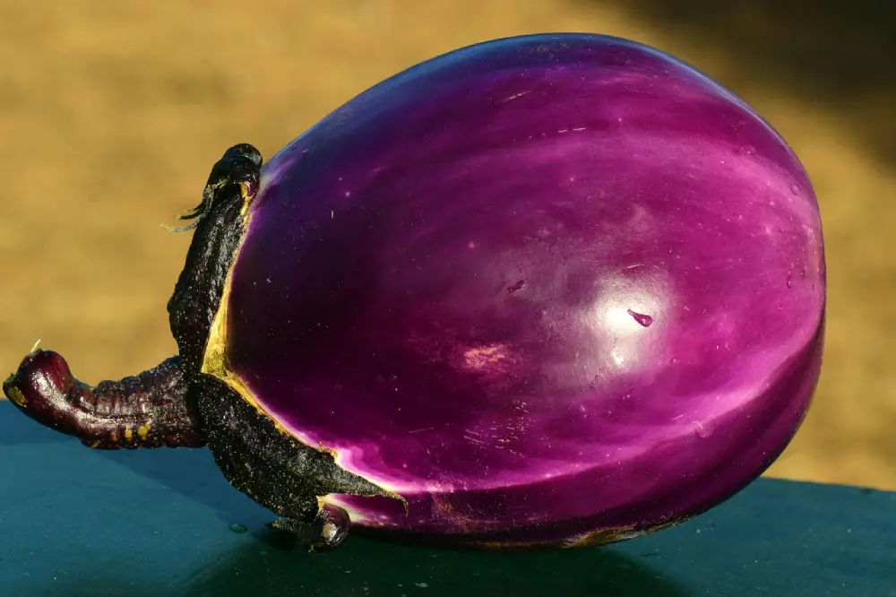 Aubergine violette brillante fraîche avec tige - légume bio cultivé au potager naturel