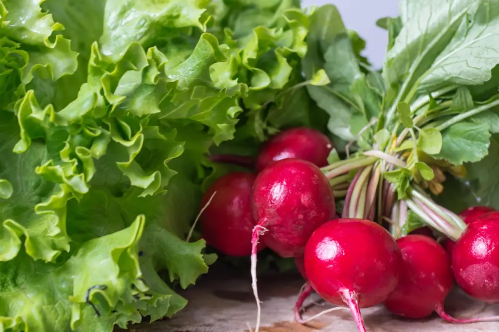 Botte radis rouges frais avec fanes vertes et salade - Récolte potager printemps légumes croquants