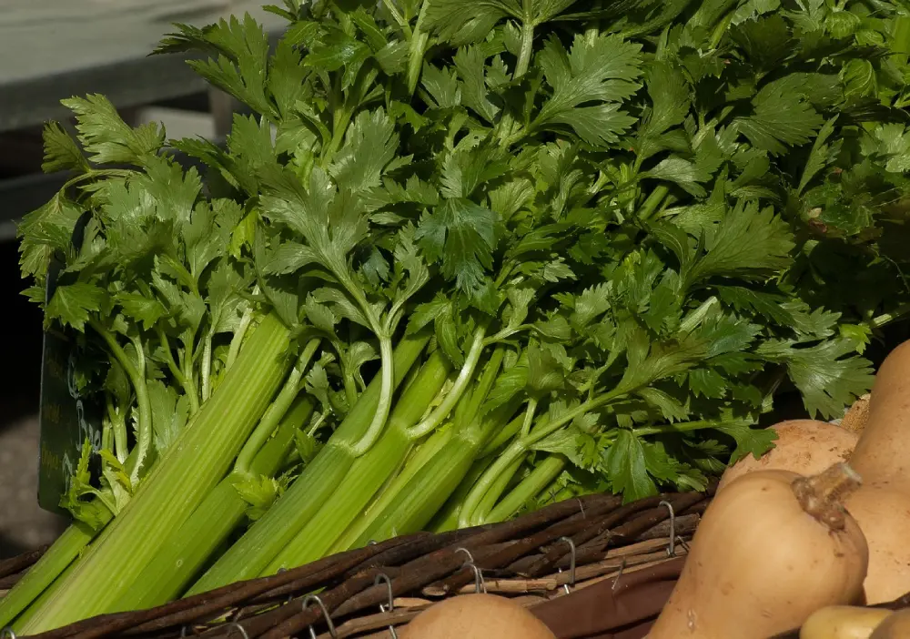 Céleri branche frais panier marché légumes verts culture maraîchage