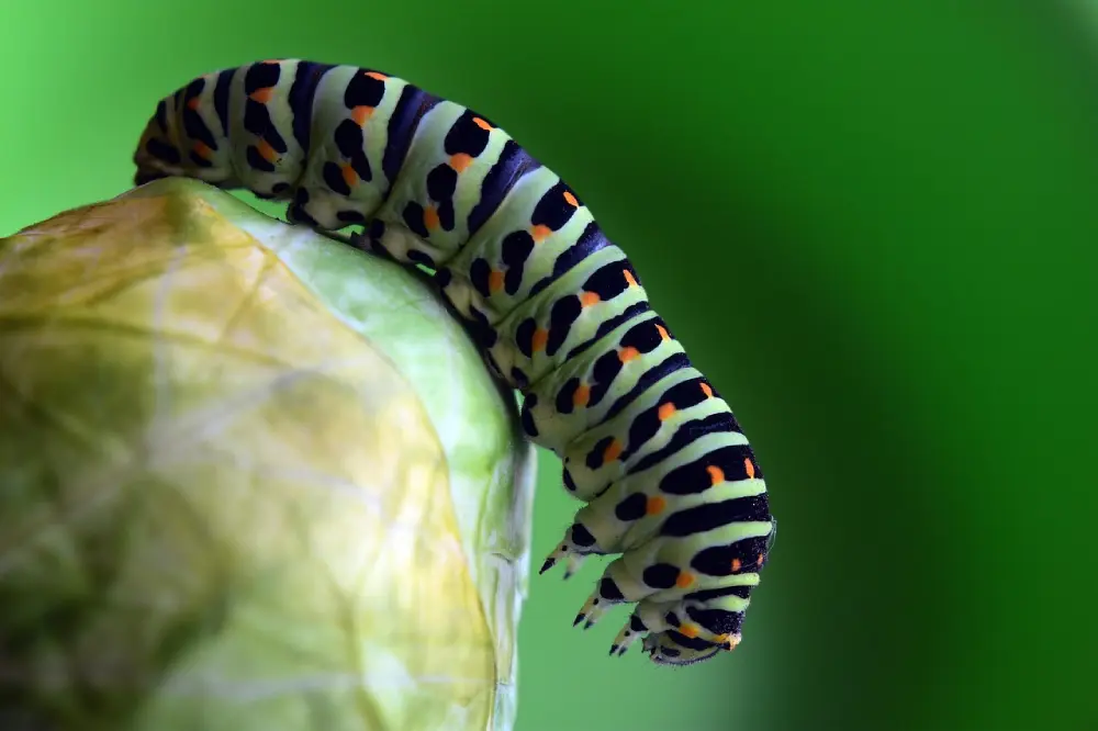 Chenille piéride du chou rayée sur feuille - ravageur majeur culture chou cabus potager bio