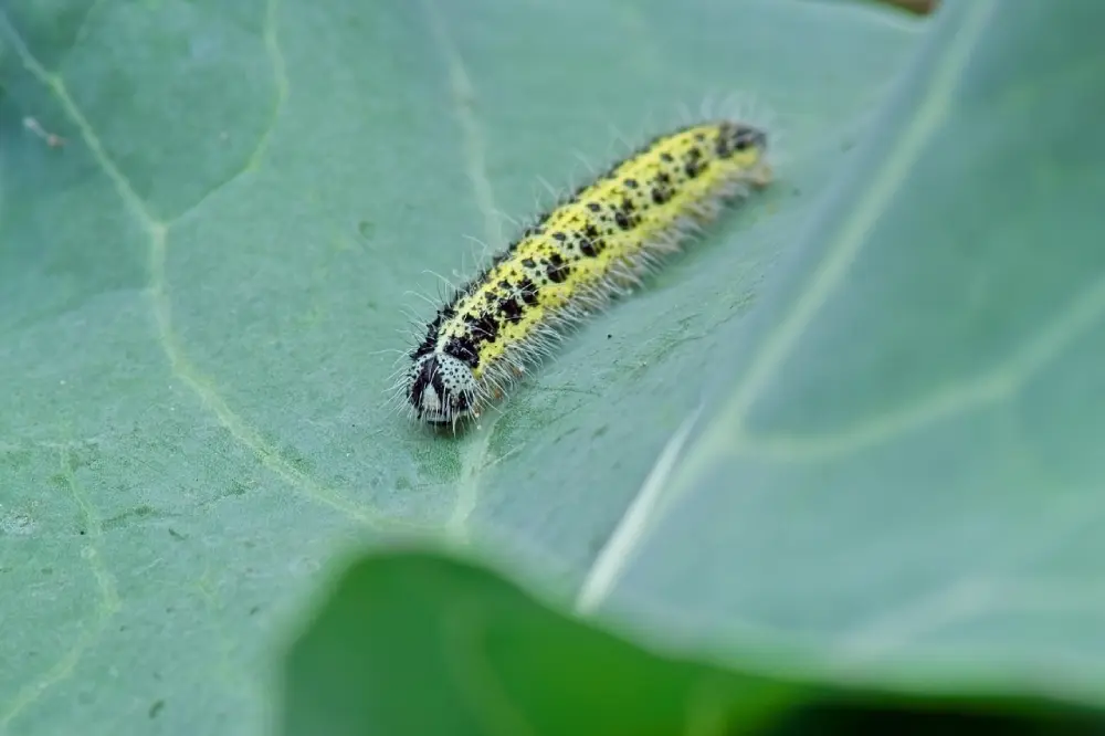 Chenille noctuelle jaune points noirs sur feuille chou - identification ravageur potager