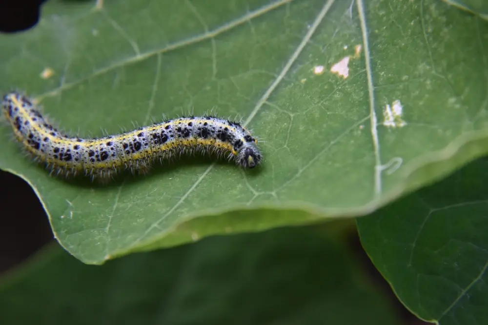 Chenille ravageur sur feuille chou cabus - parasite identification lutte biologique potager