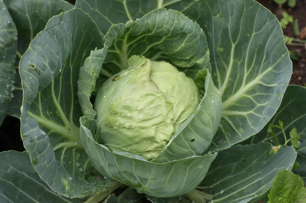 Chou cabus mature pomme formée prêt récolte - légume potager culture réussie