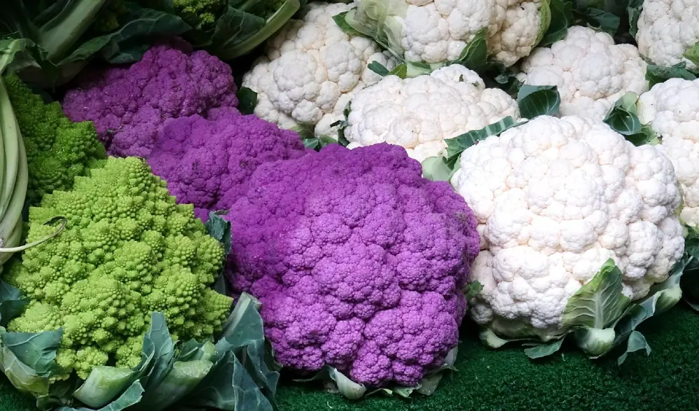 Variétés de chou-fleur colorés au marché - blanc violet vert romanesco