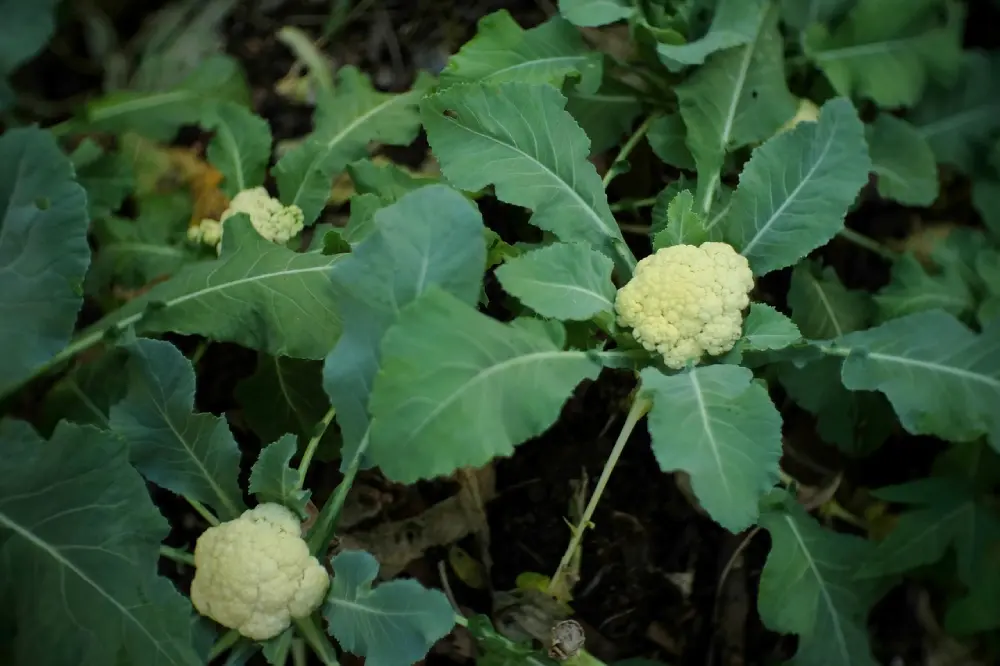 Plants de chou-fleur en croissance au jardin potager - culture légumes