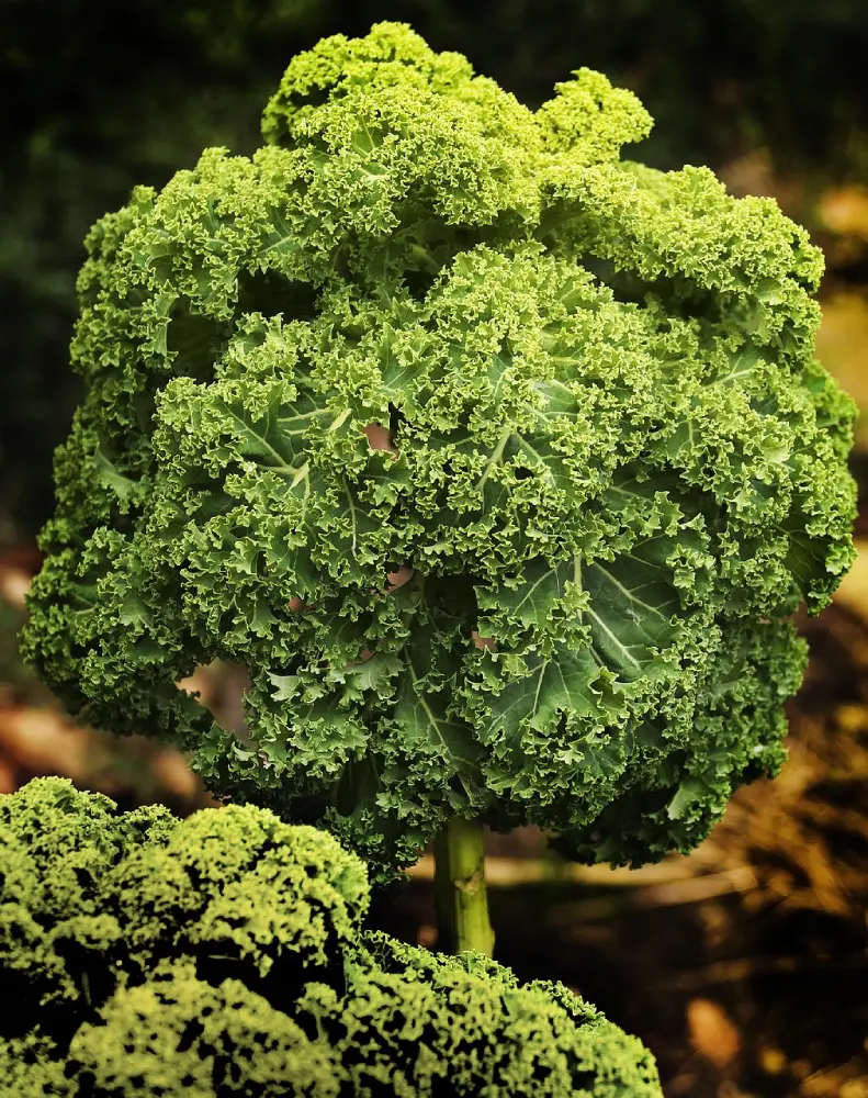 Plant chou kale vert frisé mature au potager - culture légume feuille brassicacée jardinage bio