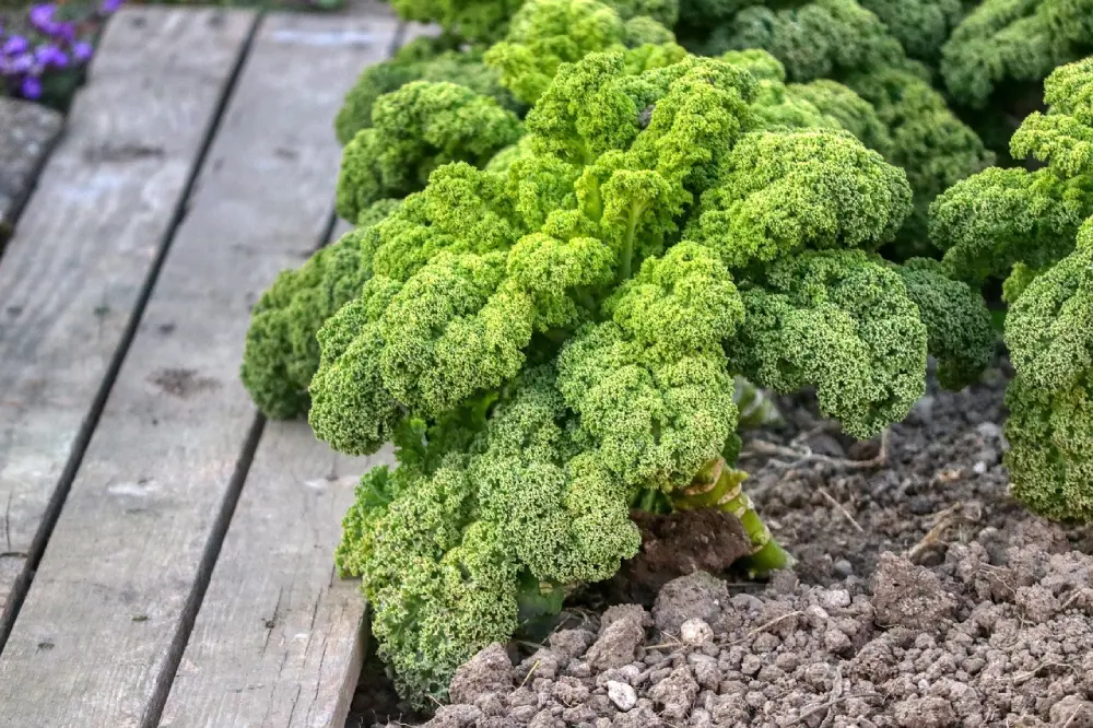 Plants chou kale verts cultivés en pleine terre - plantation potager espacement culture maraîchage