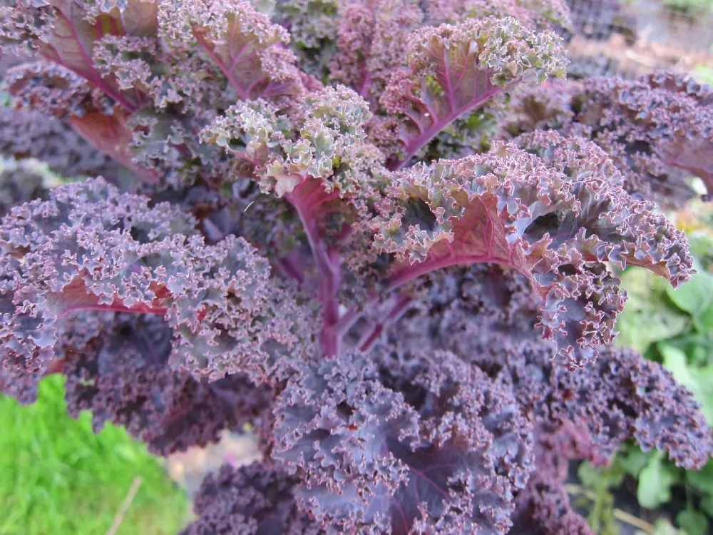 Variété chou kale rouge nervures violettes - feuilles colorées décoratives culture ornementale