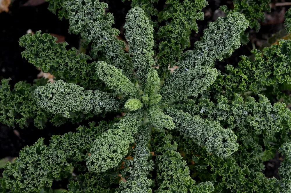 Vue dessus plant chou kale rosette feuilles vertes - développement optimal culture réussie jardin