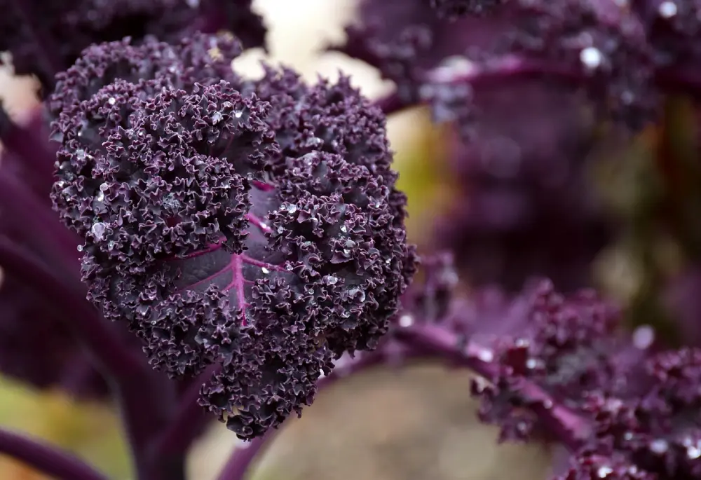 Chou kale violet pourpre variété Red Monarch - feuilles frisées colorées super aliment potager